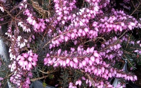 欧石楠花的养护方法 欧石花怎样养护 爱花号