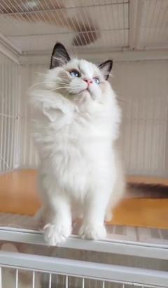 纯种海双布偶猫
