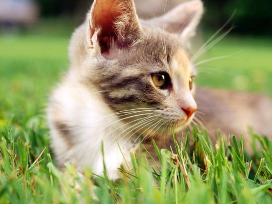 猫,喵星人,绿丛里的喵星人,可爱,草地,萌宠,护眼,猫壁纸图片
