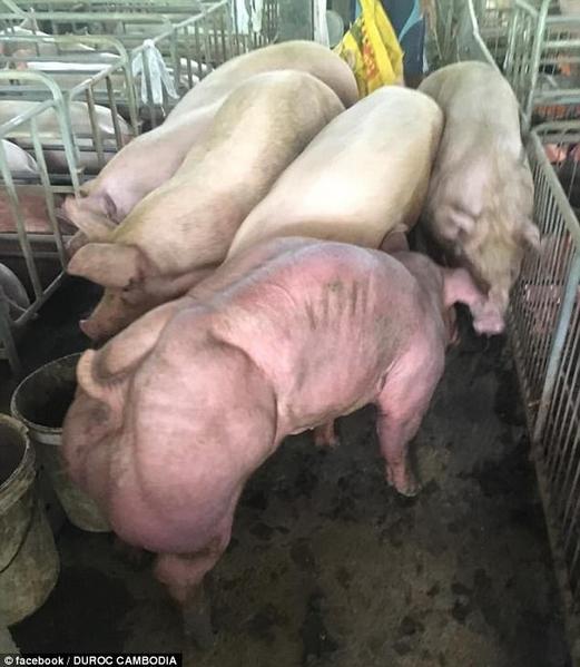 柬埔寨一公司培育巨型变异猪浑身肌肉