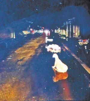 西昌:风雨夜撞死放羊老人逃逸肇事车已找到人