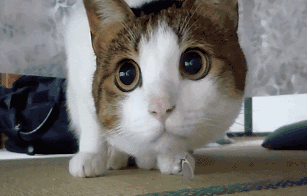 壁纸动物猫猫咪小猫桌面439_281gif动态图动图