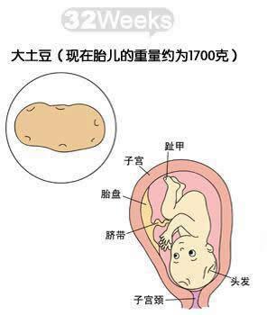 孕32周胎儿发育标准