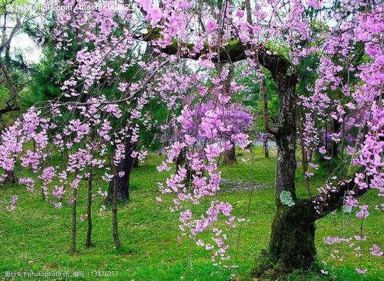 紫色樱花樱花树图片