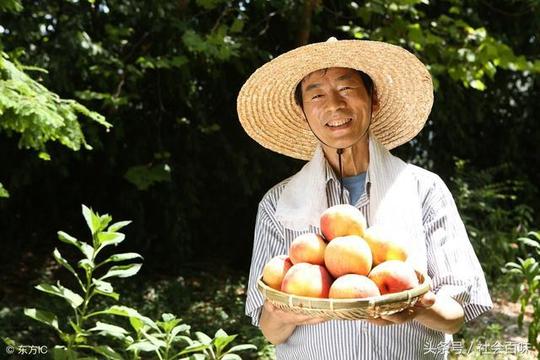 80后农民农村致富他栽的树果实1斤卖100元1亩收入3万2条路赚钱