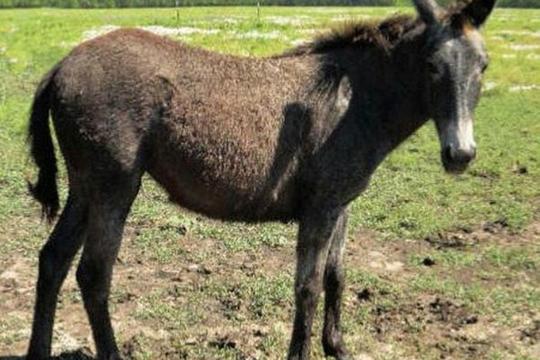 新疆驴鑫正专业肉驴生产厂家具体价格面议驴3
