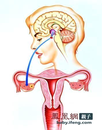 怀孕期间可以同房吗?