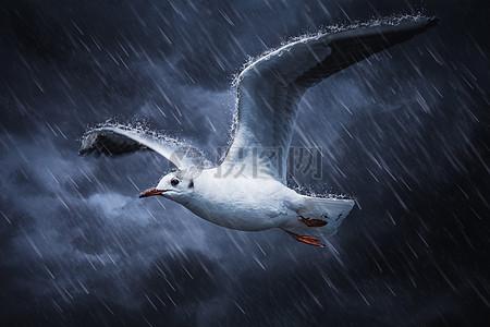 暴雨中展翅翱翔的海燕图片下载