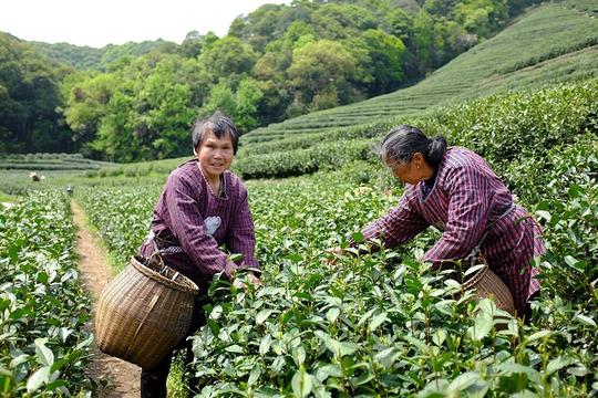 跟几个采茶的大妈聊了起来.也偷拍了几张.