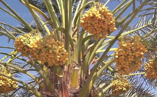 椰枣的一生|现代农业种植和收获海枣