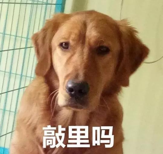骗术二:狗已经在机场了,给运费立马就飞!
