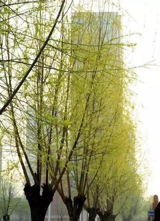 让人暖洋洋的柳姿瞧温柔的春风吹拂着校园的杨柳柳枝