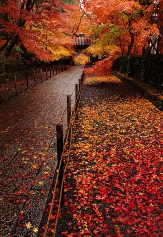 枫叶.路