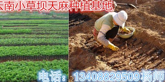 昭通市对千名创业致富模范开展天麻种植加工技术培训