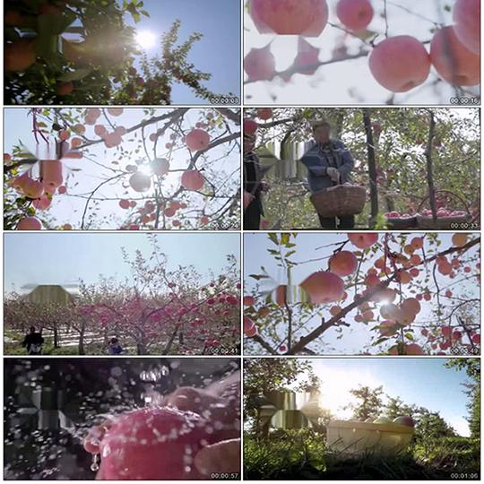 苹果丰收苹果丰收收获喜悦果园果林水果冰糖心视频素材阿克苏富士