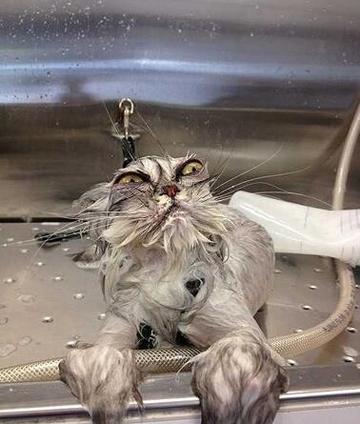 看不我大爽，极度不爽表情包