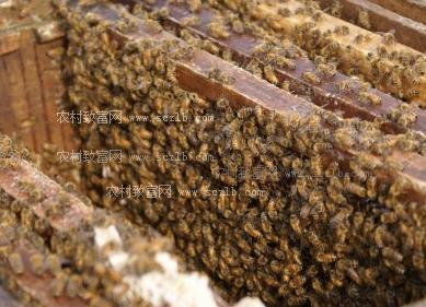看辽宁王艳兵规模化养殖蜜蜂赚钱