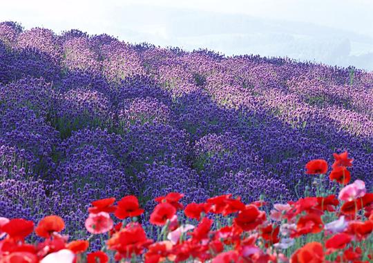 熏衣草花园风景图片素材(编号:201112220116