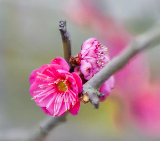不经一番寒彻骨,怎得梅花扑鼻香.