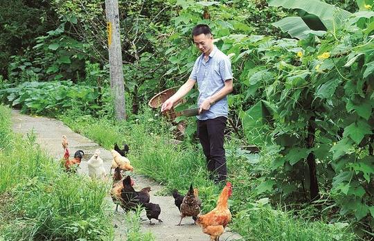 大学生返乡创业山林养鸡走特色养殖致富路