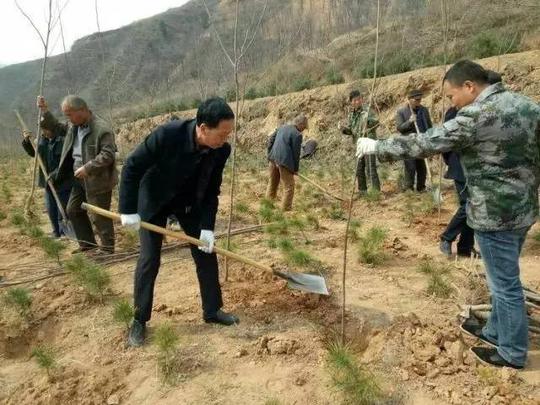 种树就是种幸福!蓝田一天竟然种了这么多树