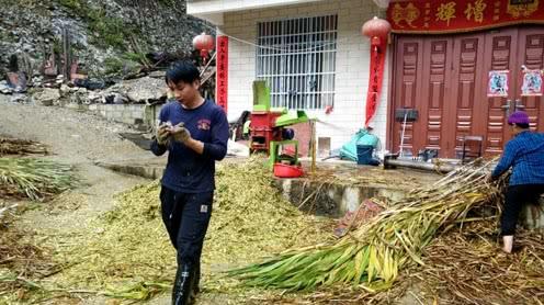 农村小伙养牛创业，2根手指差点被铡草机割断，用机器一定要小心