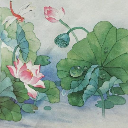 13.荷叶圆圆