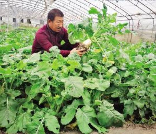 果蔬食品更安全农民