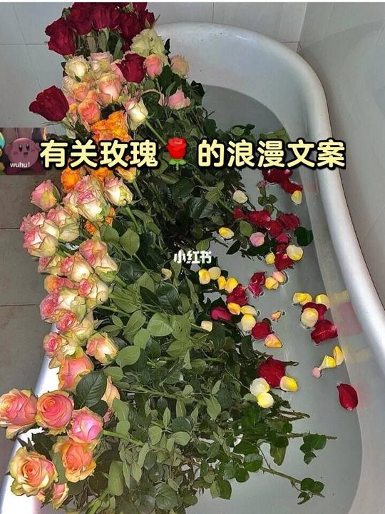 关于玫瑰励志的文案_关于玫瑰的句子哲理性-第2张图片-柒柒文案网