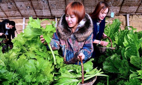 县城年入10万的小生意(农村经纪人年入10万的秘籍)