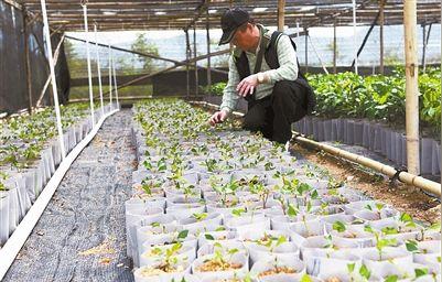 近15万株牛樟苗分批漂洋过海,从台湾被引进到珠海台湾农民创业园.