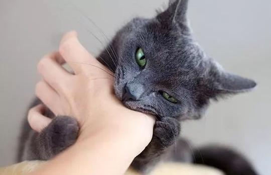 想靠短视频火一把，男子给自家猫咪灌白酒！然后，场面失控了……