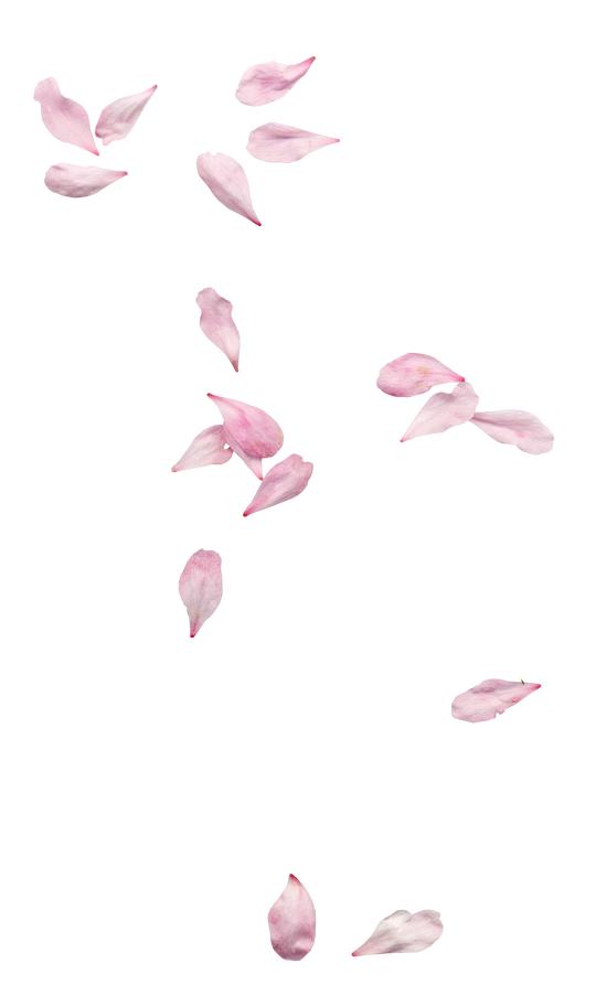 花瓣素材png素材玫瑰花瓣樱花桃花飘落飘洒散落情人节浪漫素材前景素材