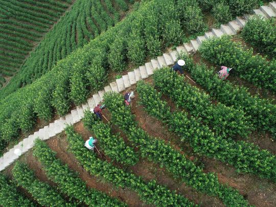 县排调镇甲石村茅草坡茶园,茶农在对茶园进行施肥和耕土(无人机拍摄).