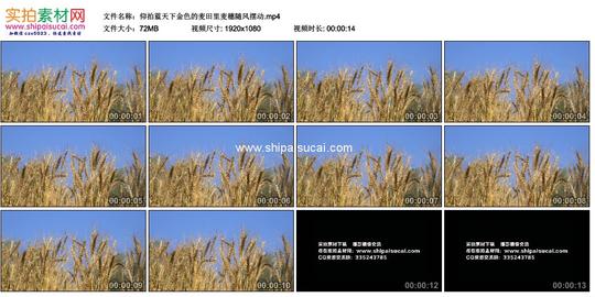 高清实拍视频素材丨仰拍蓝天下金色的麦田里麦穗随风摆动