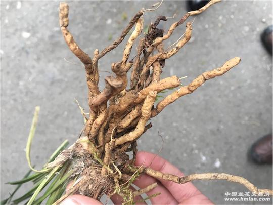 下山春兰稿草5苗(瓷白艺)2苗子草艺漂亮
