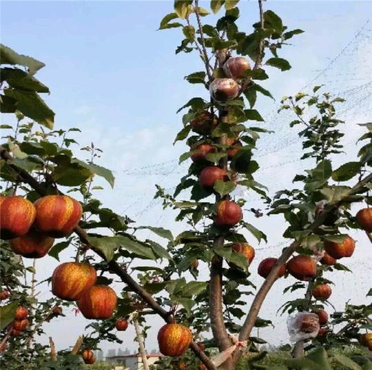 御苑农业梨树新品种种植基地免费提供梨树修建技术管理技术种植技术种植第二年挂果耐寒梨树