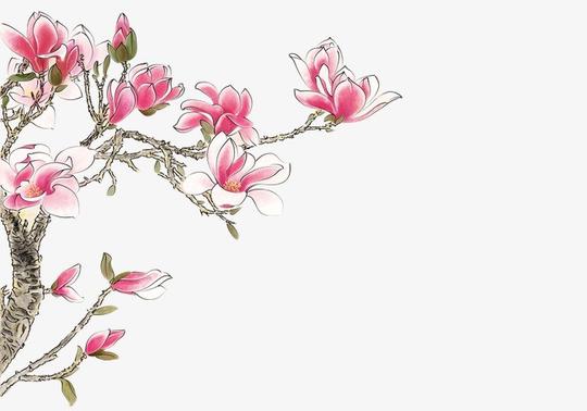 手绘玉兰花_玉兰花png素材-90设计