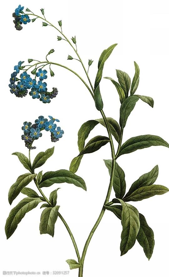 手绘花朵素材