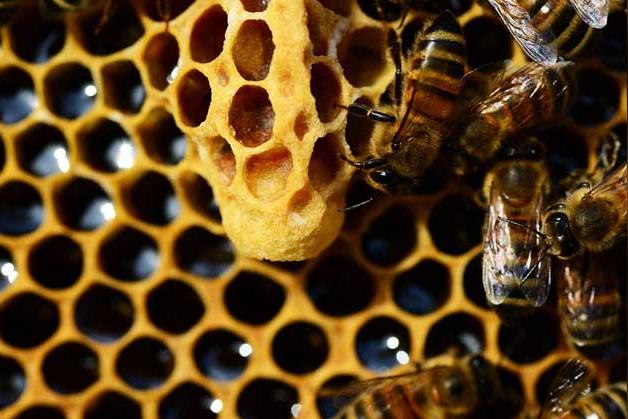 蜜蜂蜂王是怎么产生的