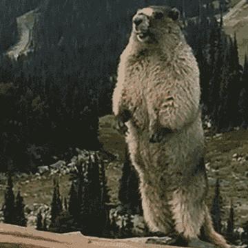 尖叫土拨鼠表情包抽搐gif动图