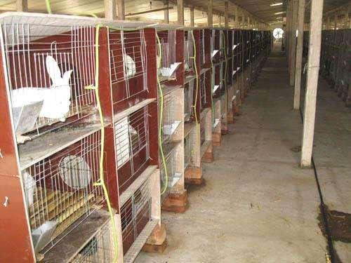 三农频道>正文5,一部分亏损的养兔人,炒种卖药卖饲料卖技术.