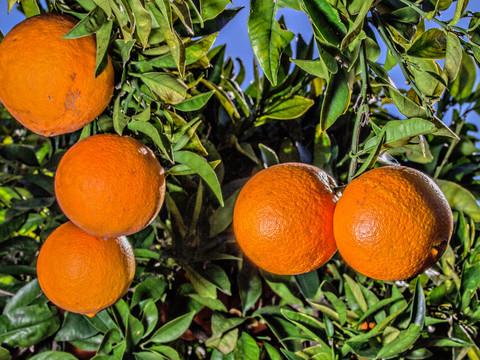 橙树橙子果实橙子素材--汇图网huitu.com