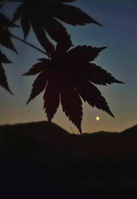 描写枫叶的诗句有哪些杜牧