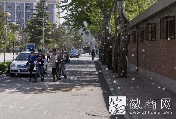 杨絮过敏怎么办?