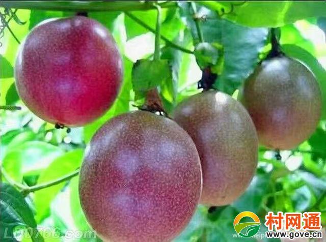 百香果具有降血压功效