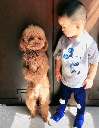 泰迪小色狗搞笑可爱萌萌哒gif