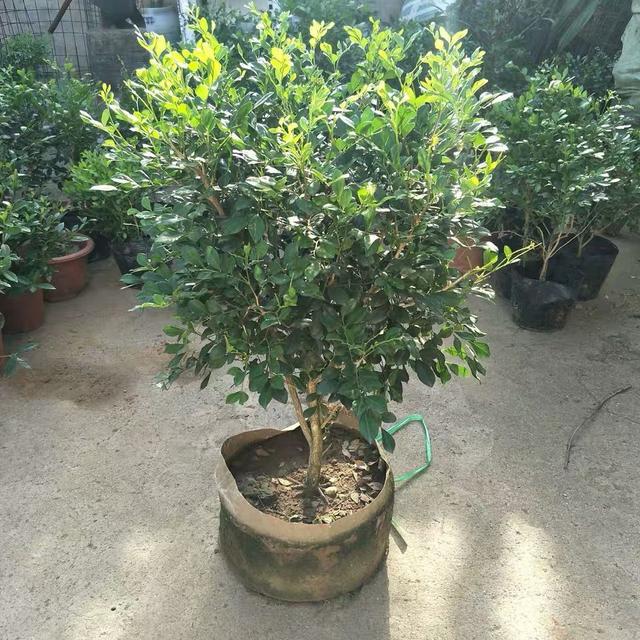 夏季来临,蚊虫猖獗