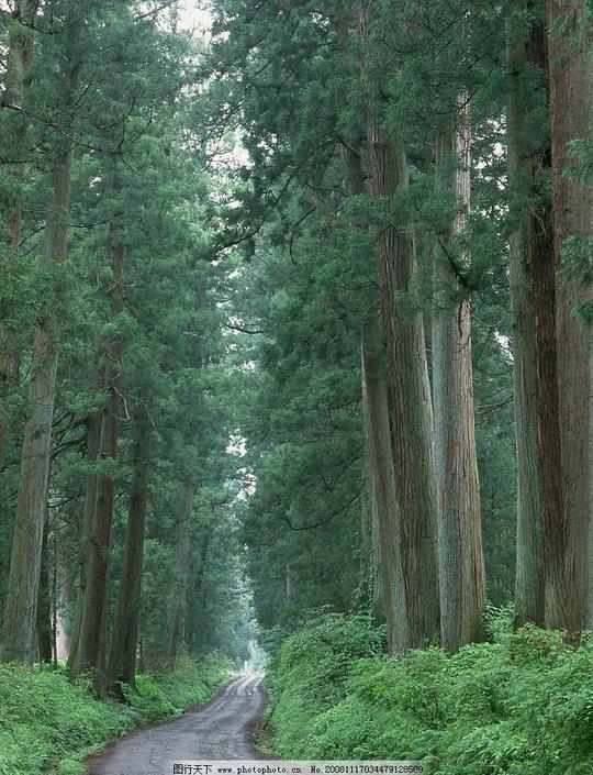 林间小道树木树林路小路野草高大的树摄影图库