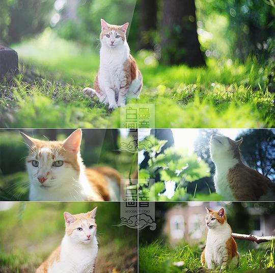a26可爱萌宠宠物小动物小猫猫咪唯美小清新高清实拍视频素材